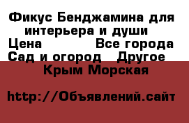 Фикус Бенджамина для интерьера и души › Цена ­ 2 900 - Все города Сад и огород » Другое   . Крым,Морская